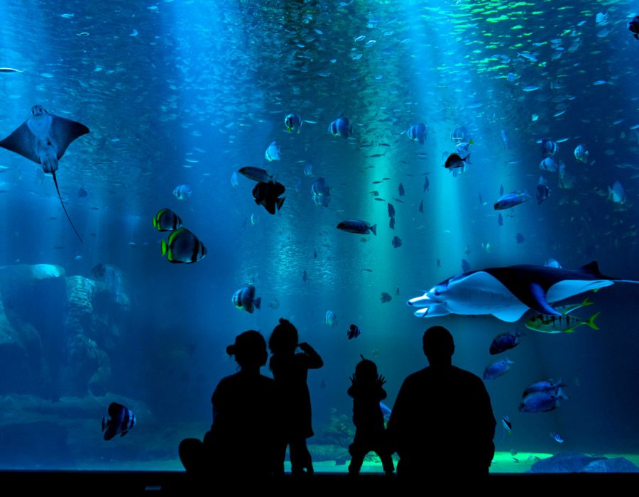 novo-aquario foz iguacu aquafoz paraguai brasil argentina